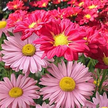 Mixed Pyrethrum Flower Seeds for Planting Wildflower Mix Heirloom & GMO Free Seeds for Home Garden
 
 Sale