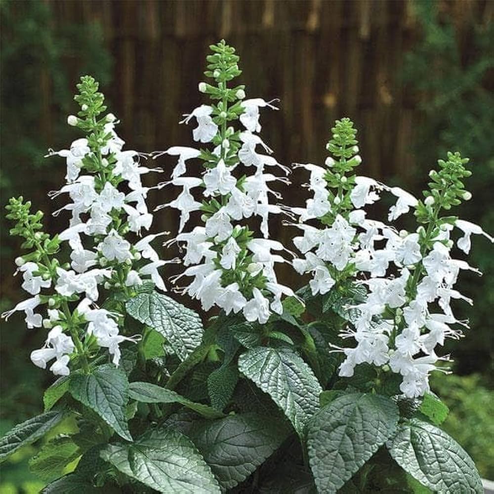 White Sage Flower seeds for Planting Fragrant Blossoms Heirloom & GMO Free Seeds for Home Garden
 
 Sale