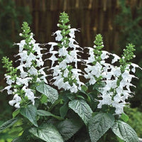 White Sage Flower seeds for Planting Fragrant Blossoms Heirloom & GMO Free Seeds for Home Garden
 
 Sale