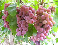 Grow Seedless Grapes: Quality Seeds for Planting