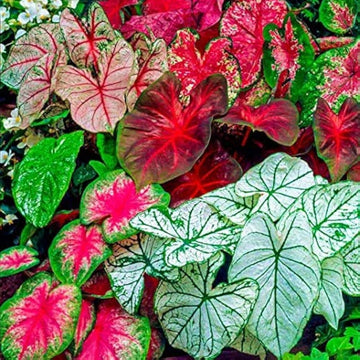 Mix Pink Caladium Flower seeds for Planting - Fragrant Blossoms, Heirloom & GMO Free Seeds for Home Garden