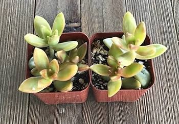 Cream Green Succulent Flower Seeds for Planting Sun Loving Heirloom & GMO Free Seeds for Home Garden
 
 Sale
