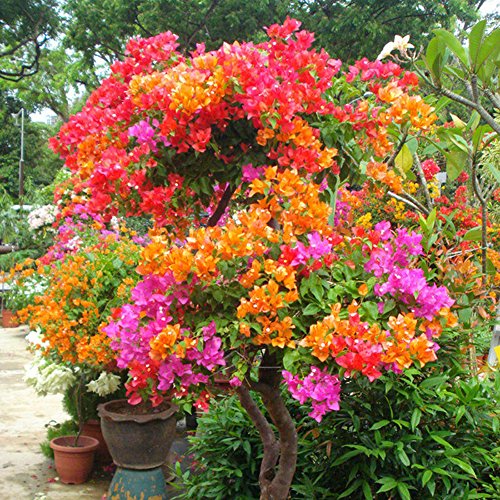 Mixed Bougainvillea Flower seeds for Planting - Garden Favorite, Heirloom & GMO Free Seeds for Home Garden
