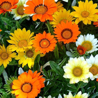 Gazania Sunshine Mix Seeds – Heat-Tolerant Early Blooming Annual Flowers