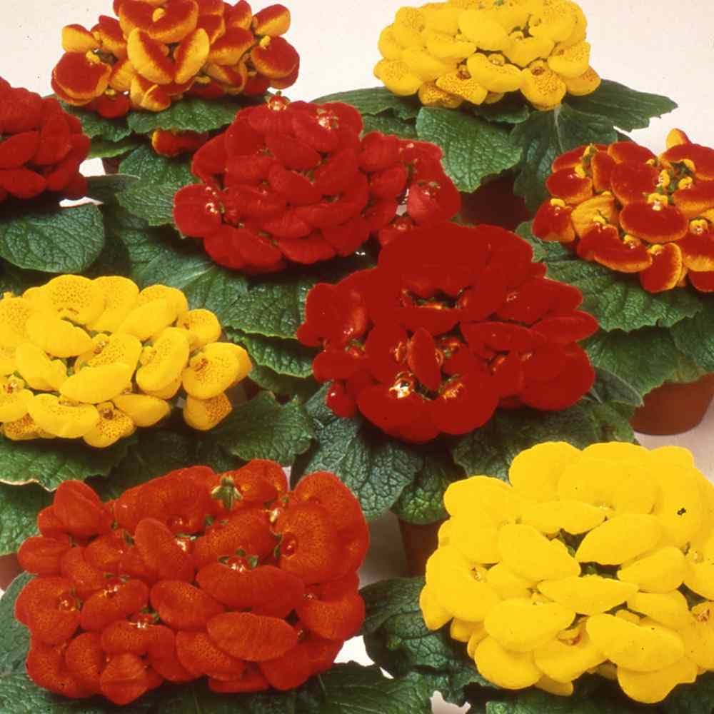 Calceolaria Flower seeds for Planting - Colorful Display, Heirloom & GMO Free Seeds for Home Garden