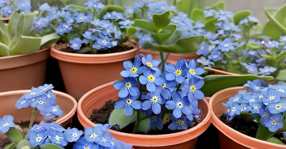 Forget Me Not Flower Planting Seeds - Create Beautiful Gardens with Charming Blooms