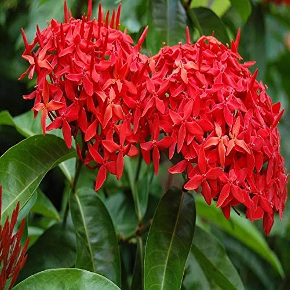 Coccinea Flower seeds for Planting - Low Maintenance, Heirloom & GMO Free Seeds for Home Garden