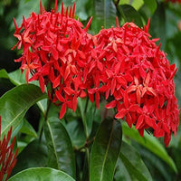 Coccinea Flower seeds for Planting - Low Maintenance, Heirloom & GMO Free Seeds for Home Garden