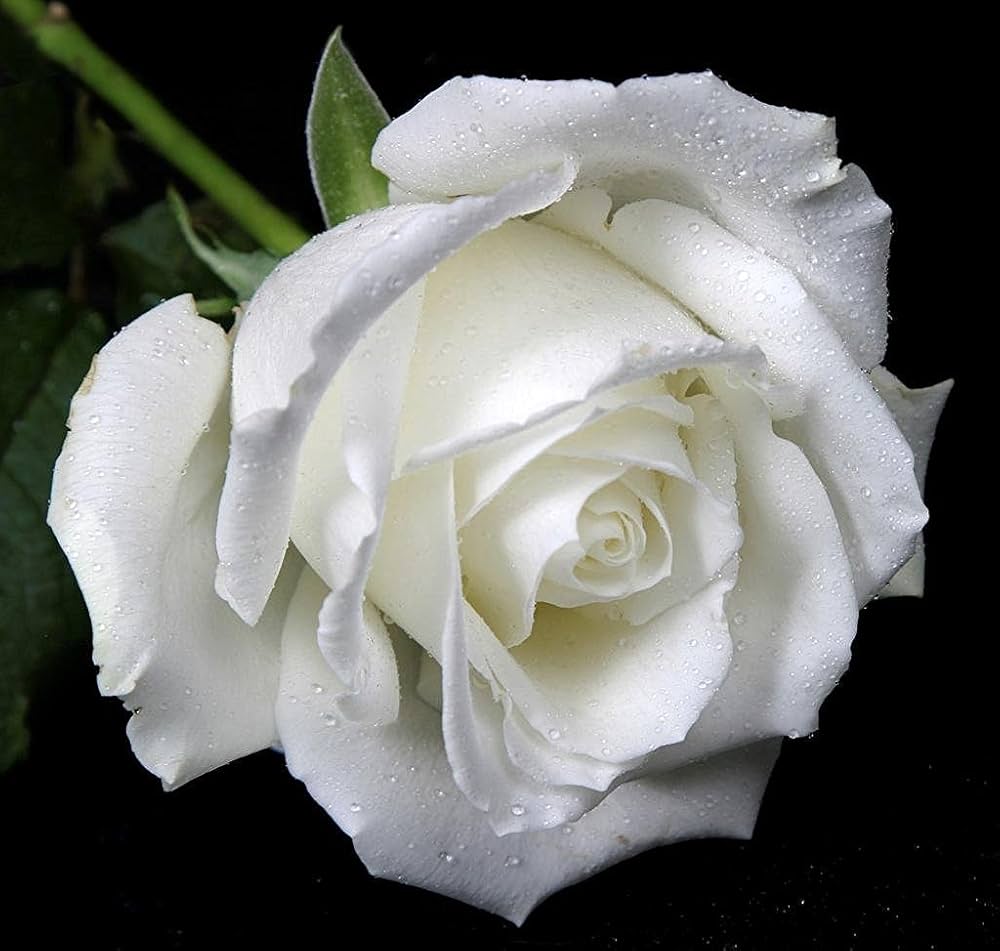 White Rose Flower seeds for Planting Bright Blooms Heirloom & GMO Free Seeds for Home Garden 
 
 Sale