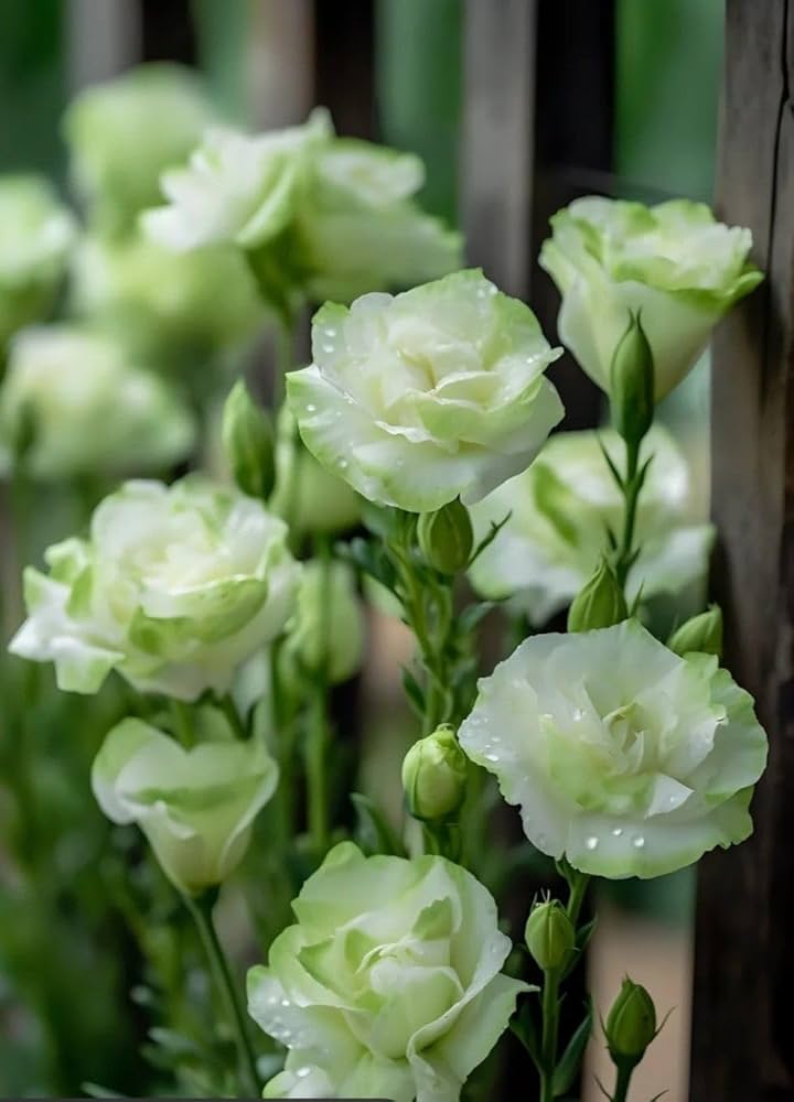 Light Green Lisianthus Flower seeds for Planting - Low Maintenance, Heirloom & GMO Free Seeds for Home Garden