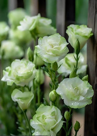Light Green Lisianthus Flower seeds for Planting - Low Maintenance, Heirloom & GMO Free Seeds for Home Garden