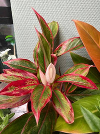 Pink Aglaonema Flower seeds for Planting - Easy to Grow, Heirloom & GMO Free Seeds for Home Garden