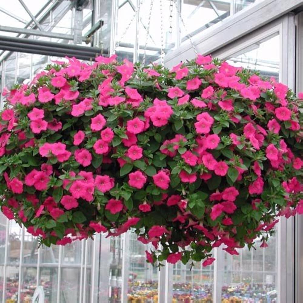 Mixed Petunia Seeds Exotic Ornamental Flowers