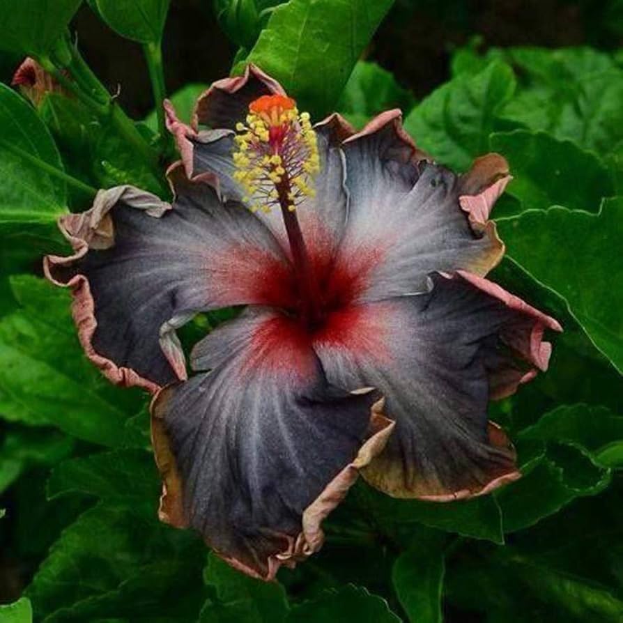Black Hibiscus Flower seeds for Planting Shade Tolerant Heirloom & GMO Free Seeds for Home Garden 
 
 Sale