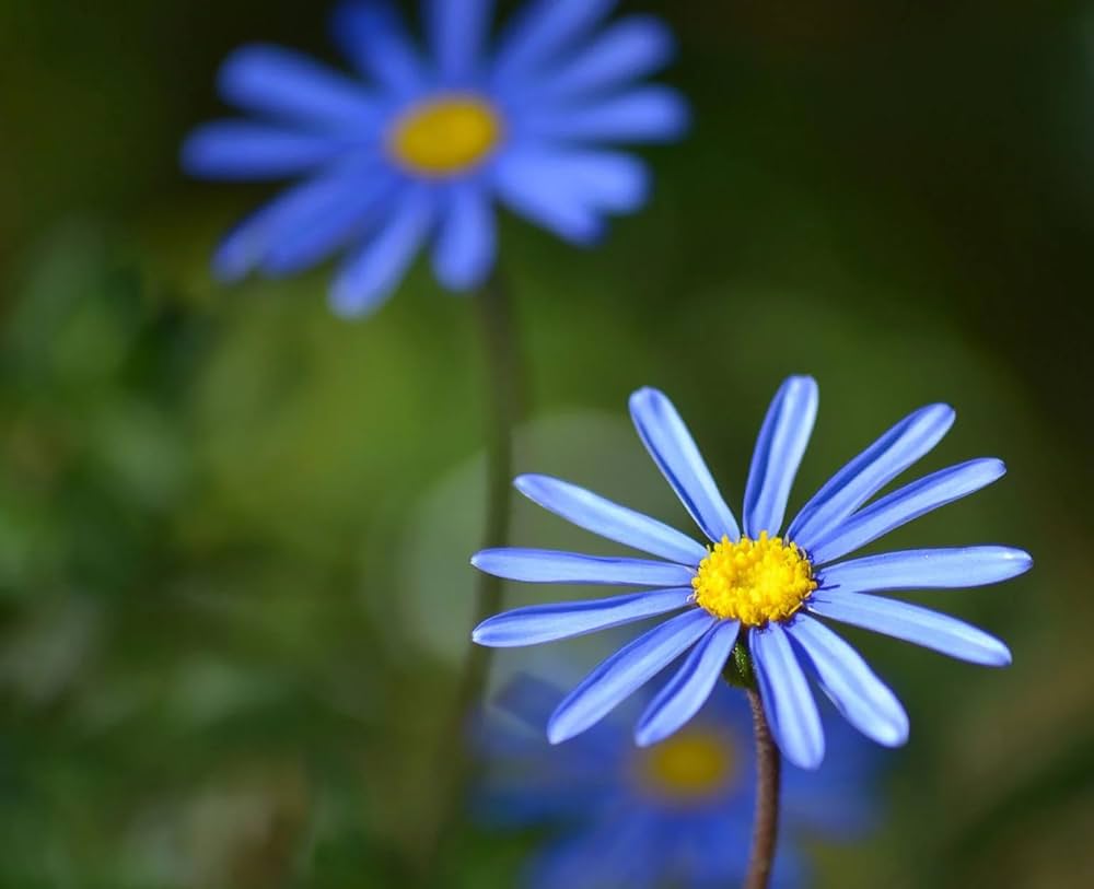 Blue Bellis Perennis Flower seeds for Planting - Hardy Variety, Heirloom & GMO Free Seeds for Home Garden