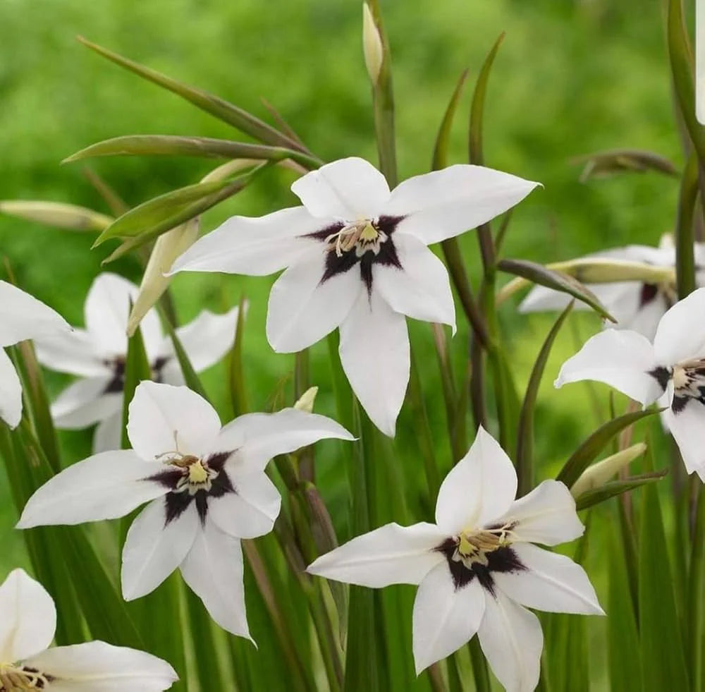 Acidanthera Flower seeds for Planting Fragrant Blossoms Heirloom & GMO Free Seeds for Home Garden