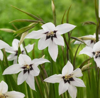 Acidanthera Flower seeds for Planting Fragrant Blossoms Heirloom & GMO Free Seeds for Home Garden