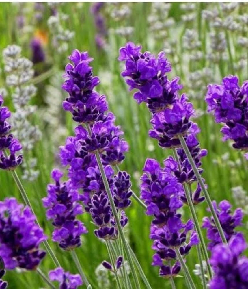 Lavender Blue Flower seeds for Planting - Vibrant Colors, Heirloom & GMO Free Seeds for Home Garden