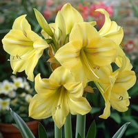 Heirloom Hippeastrum Flower seeds for Planting Vibrant Colors Heirloom & GMO Free Seeds for Home Garden