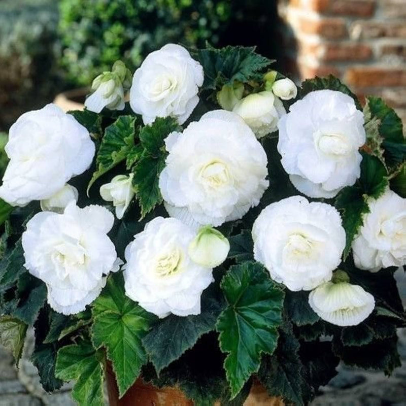 Tuberous Begonia Flower seeds for Planting - Sun Loving, Heirloom & GMO Free Seeds for Home Garden