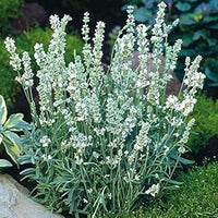 White Ellagance Snow Flower seeds for Planting - Fragrant Blossoms, Heirloom & GMO Free Seeds for Home Garden
 
 Sale seeds for home garden
