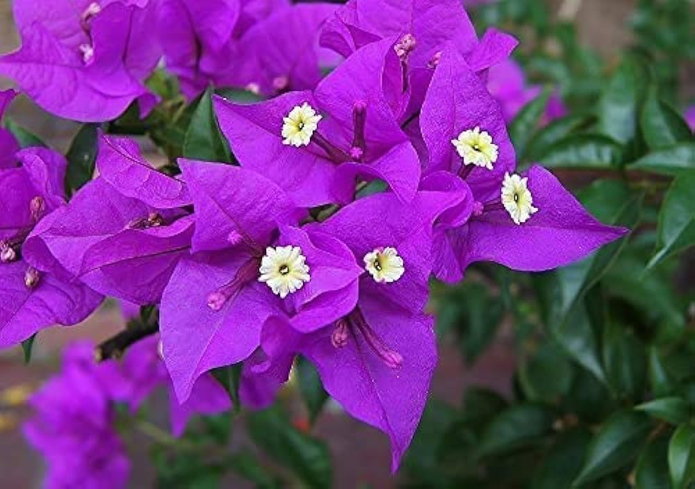 Purple Bougainvillea Flower seeds for Planting Easy to Grow Heirloom & GMO Free Seeds for Home Garden
