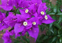 Purple Bougainvillea Flower seeds for Planting Easy to Grow Heirloom & GMO Free Seeds for Home Garden