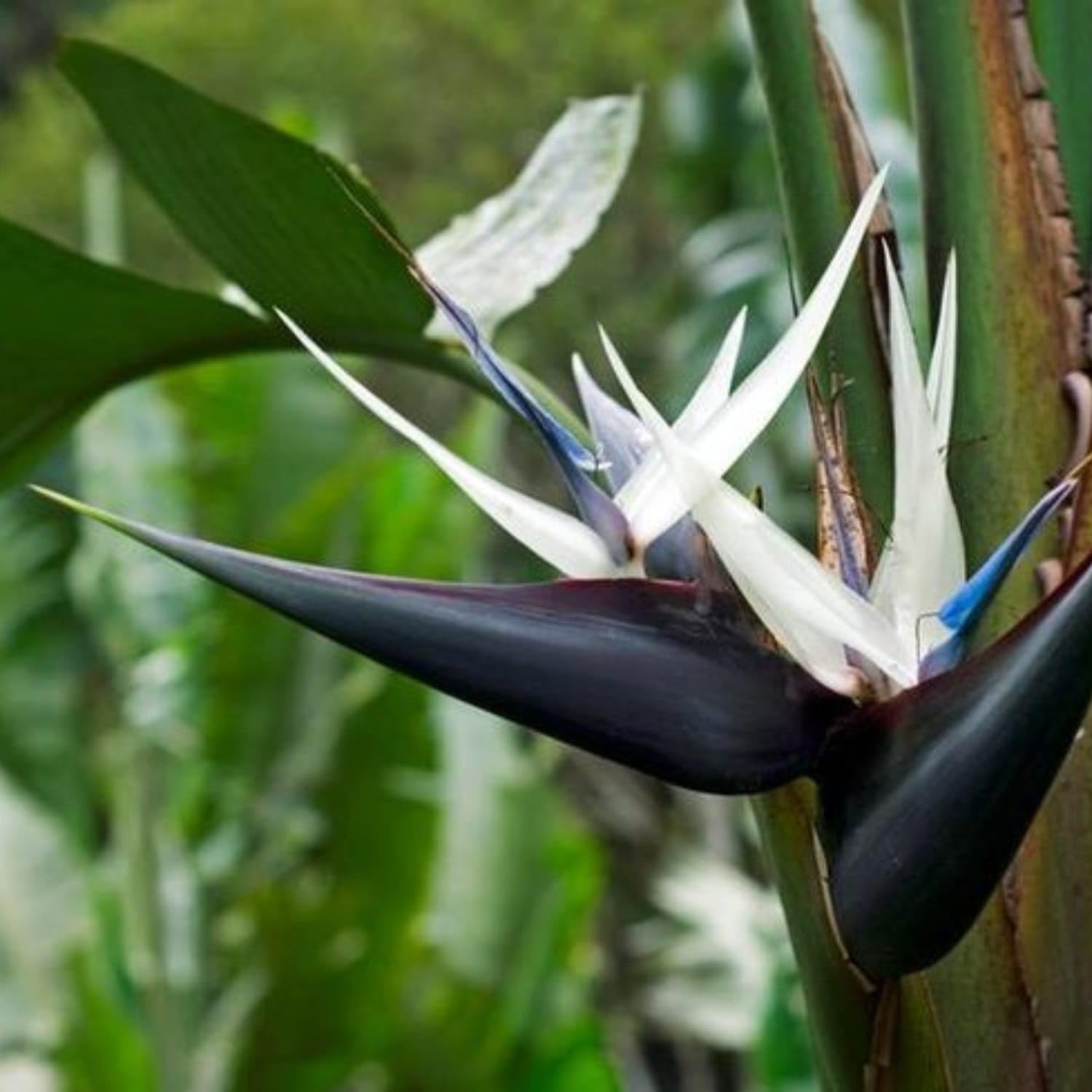White Bird of Paradise Flower seeds for Planting Sun Loving Heirloom & GMO Free Seeds for Home Garden 
 
 Sale