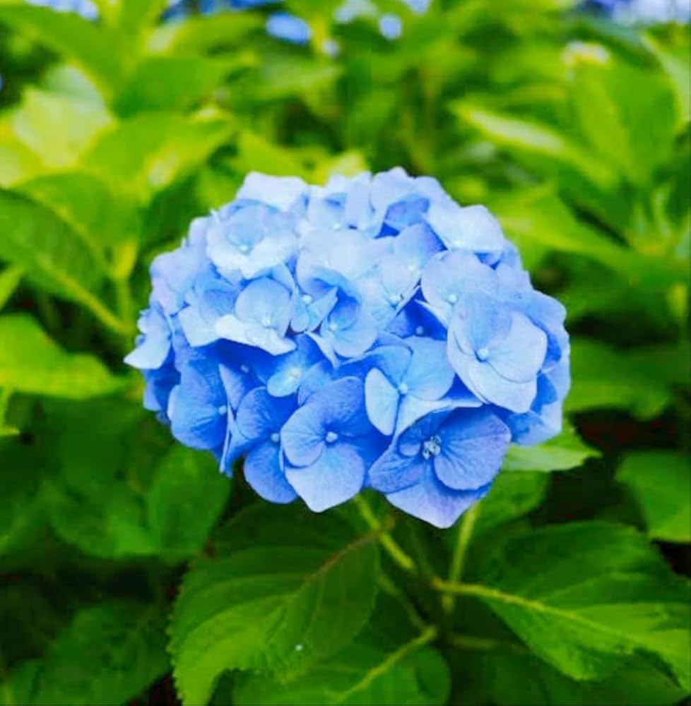 Light Blue Hydrangea Flower seeds for Planting Cut Flower Favorite Heirloom & GMO Free Seeds for Home Garden 
 
 Sale