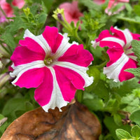 Thick Pink & White Petunia Flower seeds for Planting Drought Tolerant Heirloom & GMO Free Seeds for Home Garden