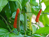 Long Pepper Seeds for Planting - Piper Longum Vegetable Seeds