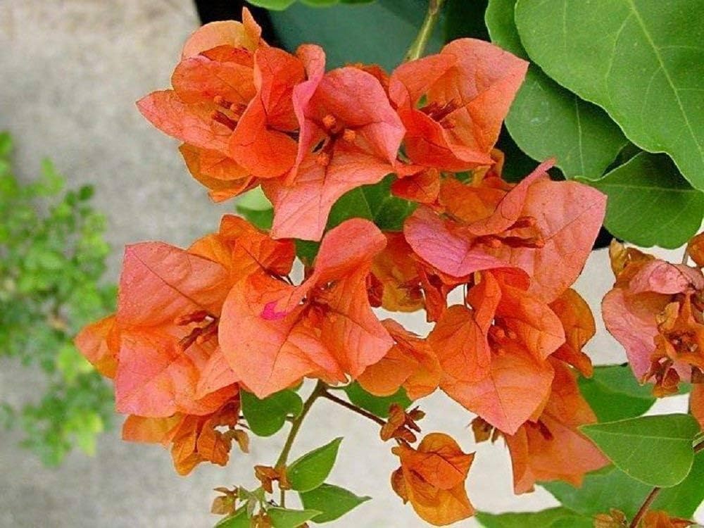 Orange Bougainvillea Flower Seeds for Planting - Vibrant Blooms for Your Garden