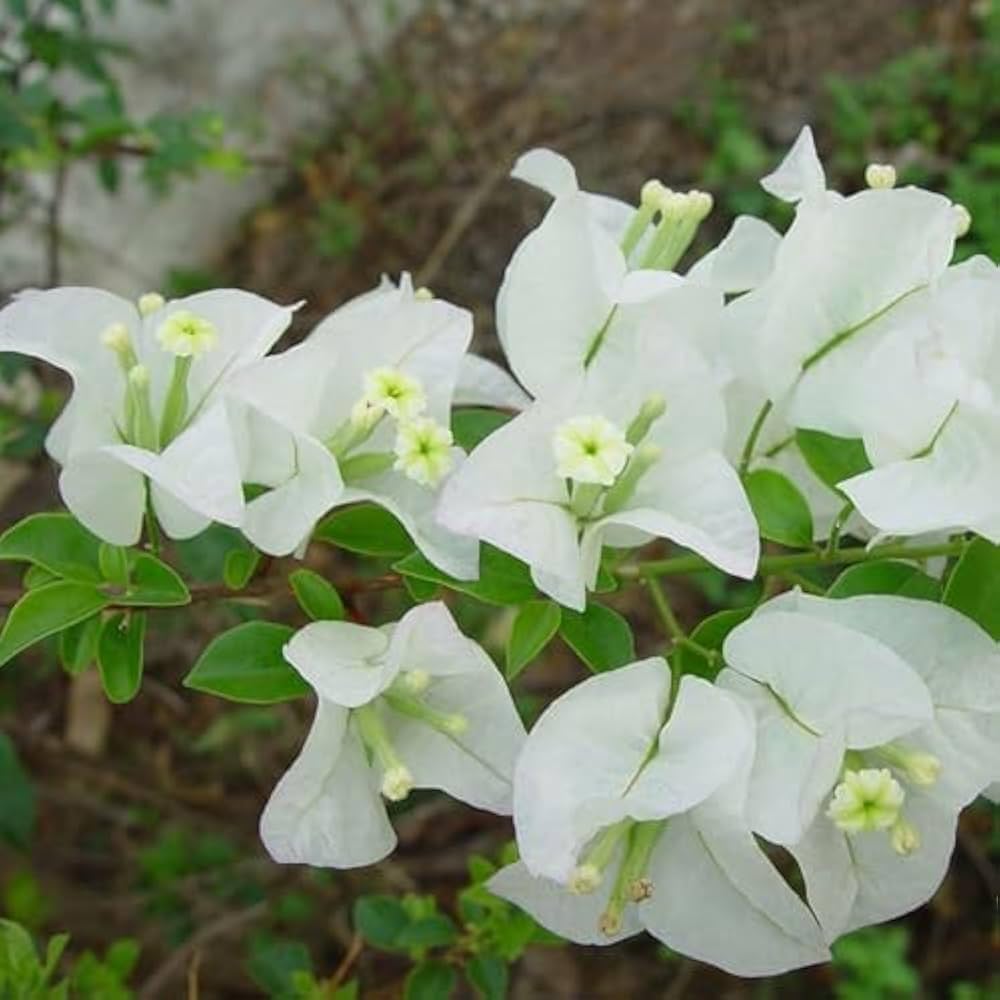 White Bougainvillea Kousa Flower Seeds for Planting | Elegant Flowering Seeds for Beautiful Gardens