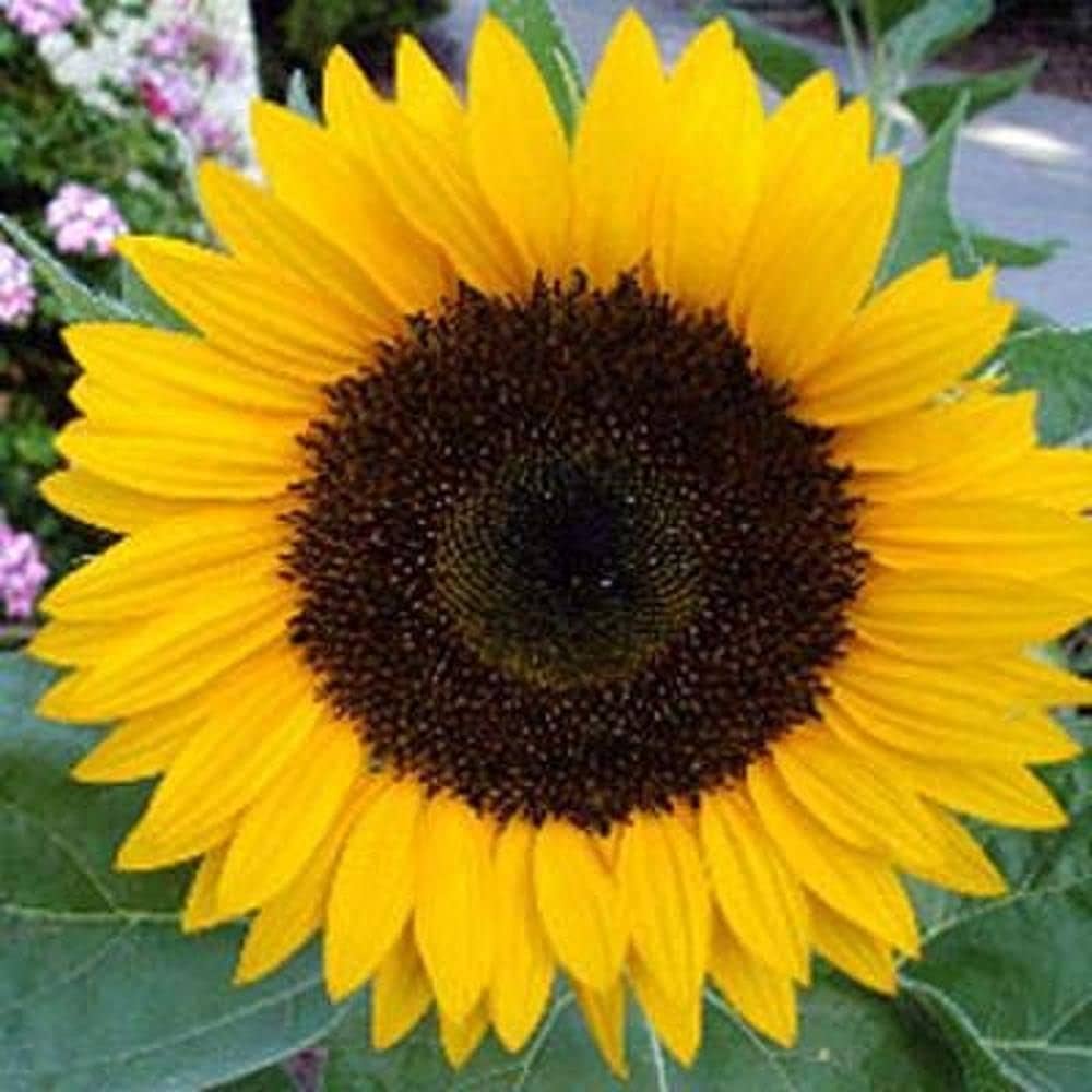 Mini Dwarf Sunflower Seeds – Bright Blooms at Just 40cm Tall