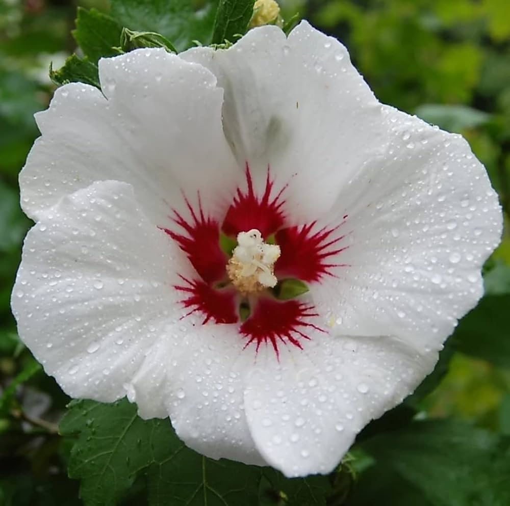 Light Pink Double Rose von Sharon Hibiscus Seeds for Planting flower bed