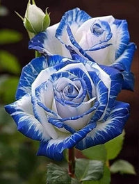 Light Blue Osiria Rose Seeds for Planting - Unique Flower Variety