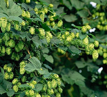 Green Humulus Lupulus Flower seeds for Planting - Seasonal Bloomer, Heirloom & GMO Free Seeds for Home Garden