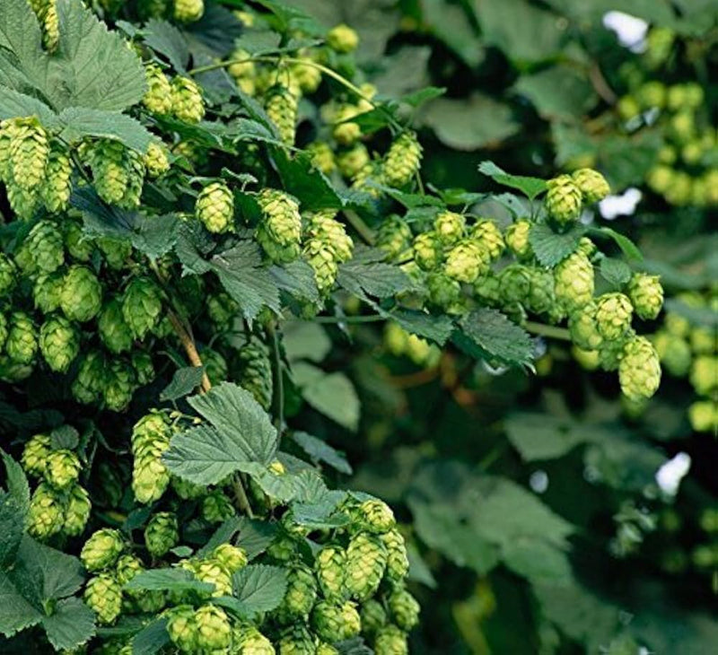 Green Humulus Lupulus Flower seeds for Planting - Seasonal Bloomer, Heirloom & GMO Free Seeds for Home Garden