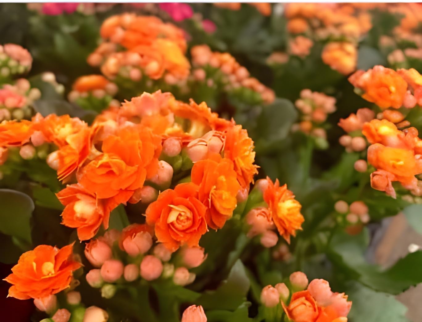 Kalanchoe Flower seeds for Planting - Bright Blooms, Heirloom & GMO Free Seeds for Home Garden