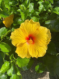 Yellow Hibiscus Flower Seeds for Planting Low Maintenance Heirloom & GMO Free Seeds for Home Garden
 
 Sale