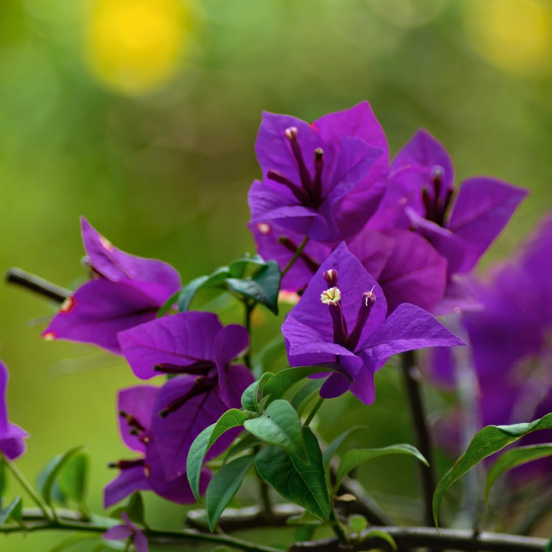 Bougainvillea Flower seeds for Planting Seasonal Bloomer Heirloom & GMO Free Seeds for Home Garden