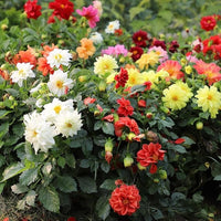 Mixed Color Neriifolia Flower Seeds for Planting Colorful Display Heirloom & GMO Free Seeds for Home Garden
 
 Sale