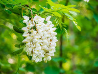 Pagoda Flower seeds for Planting - Cottage Garden Essential, Heirloom & GMO Free Seeds for Home Garden