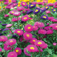Ostrich Plume Aster Mix Seeds – Annual Feathery Blooms in Assorted Colors