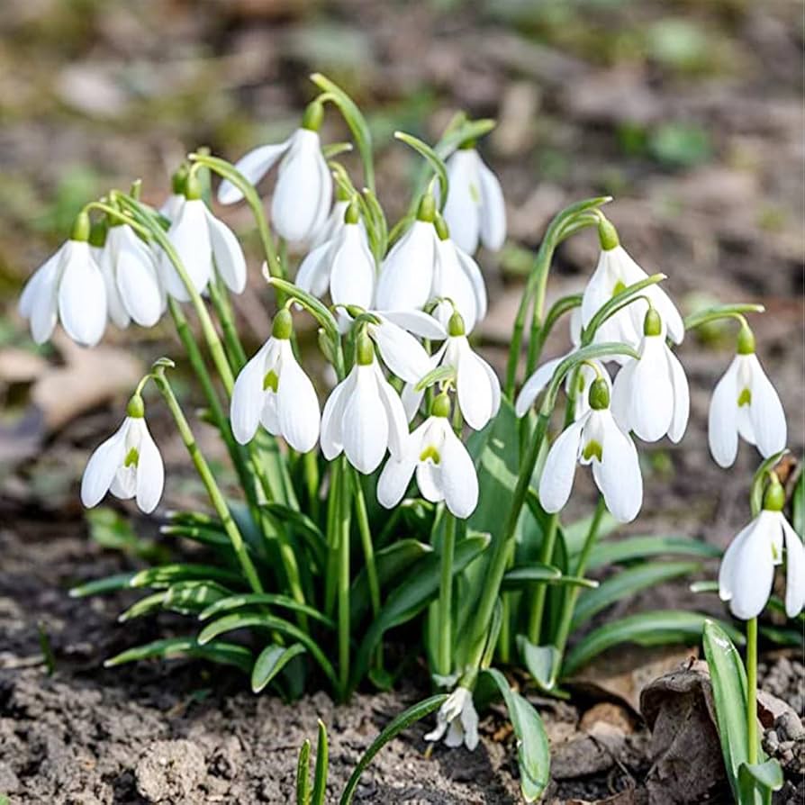 Galanthus Snowdrop Seeds for Planting - Early Spring Blooms