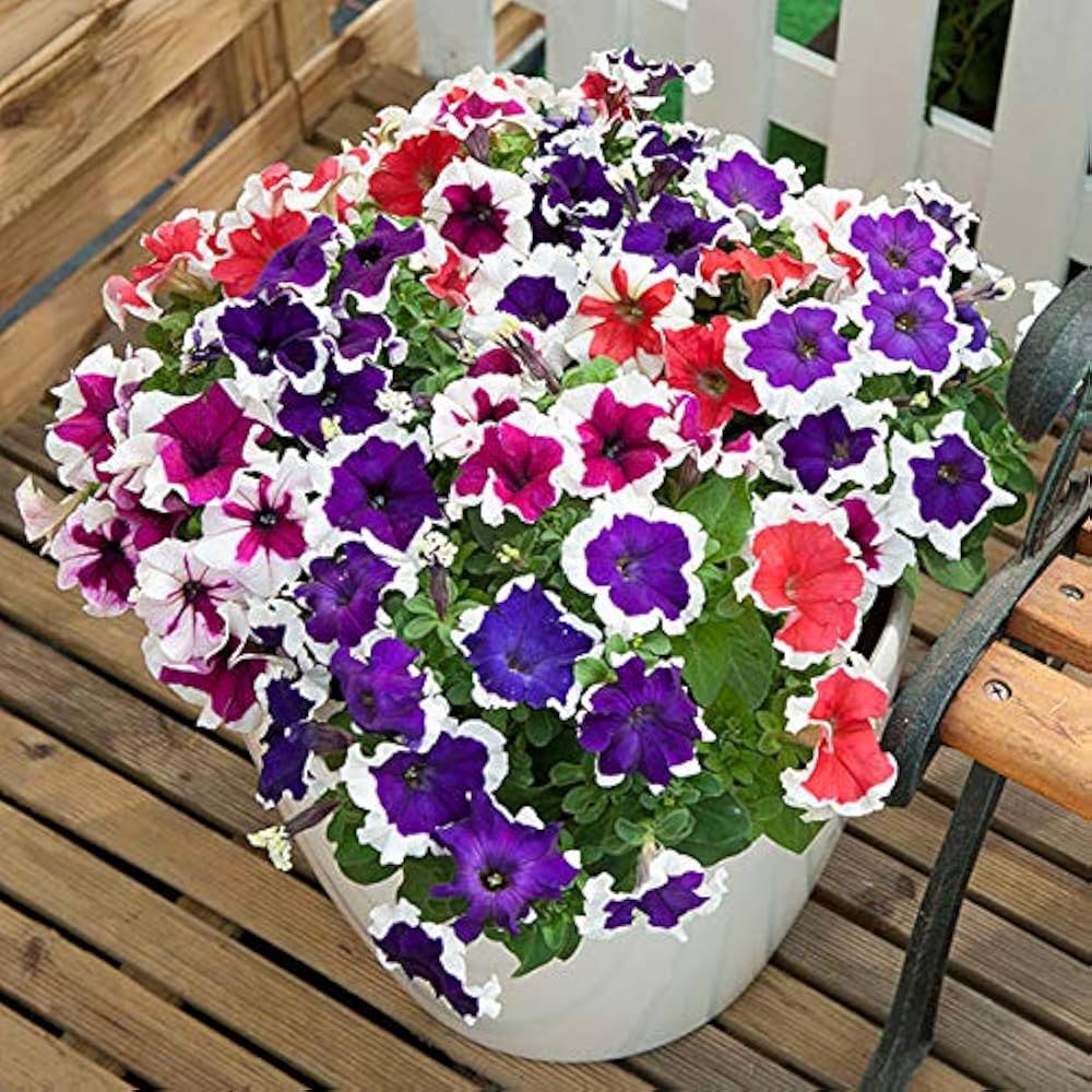 Variety Flix Mix Petunia Seeds Petunia for Planting in Flower Bed & Garden