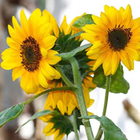 Yellow Mini Sunflower Seeds for Planting  Perfect for Garden Growth