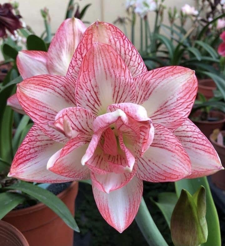 Light Pink Hippeastrum Flower seeds for Planting - Bright Blooms, Heirloom & GMO Free Seeds for Home Garden