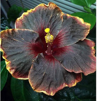 Black Hibiscus Flower Seeds for Planting – Heirloom NonGMO Organic Garden Seeds with High Germination
 
 Sale
