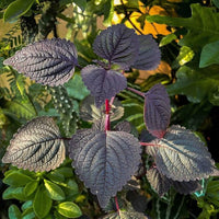 Mixed Perilla Flower seeds for Planting - Hardy Variety, Heirloom & GMO Free Seeds for Home Garden